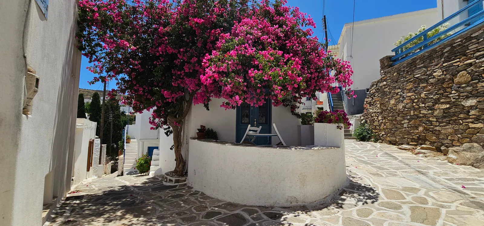 Bougainvillea Lefkesin kylässä Paroksella
